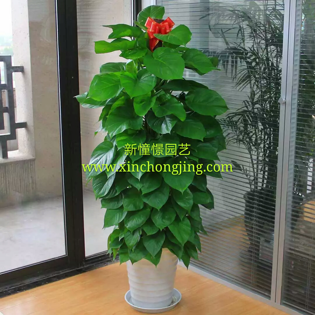 長(zhǎng)沙花卉租擺——綠植租擺-辦公樓擺花-綠蘿柱